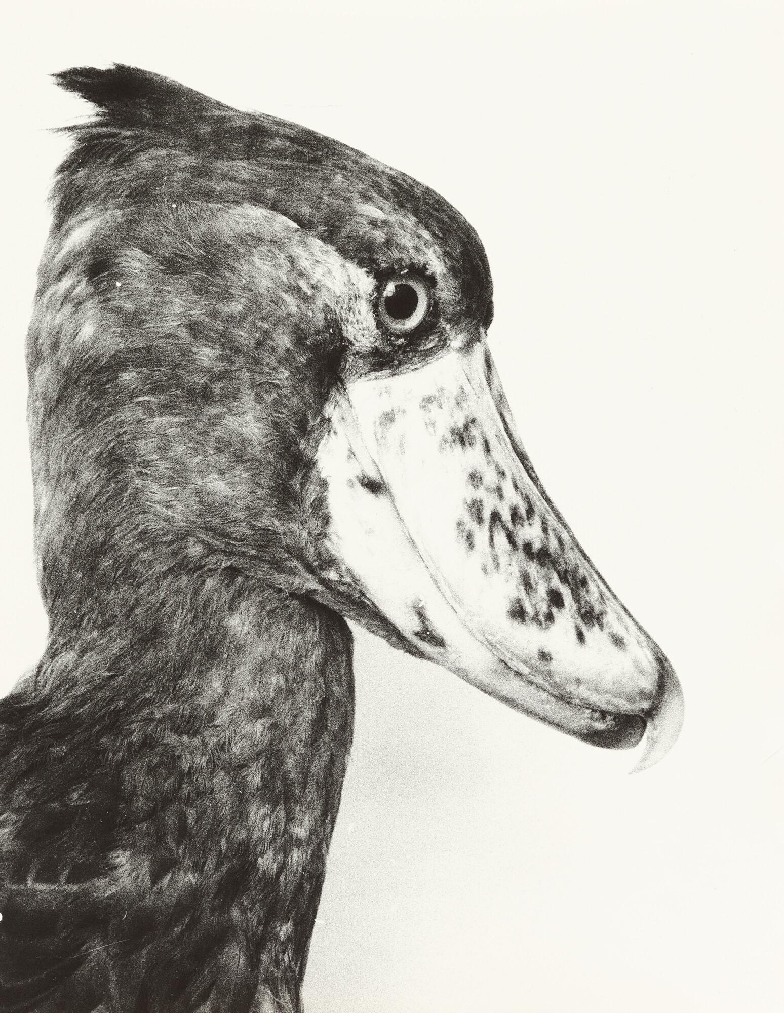 Jochen Lempert - Schuhschnabel