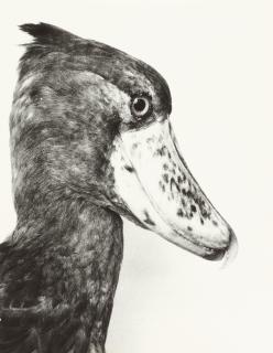 Jochen Lempert - Schuhschnabel