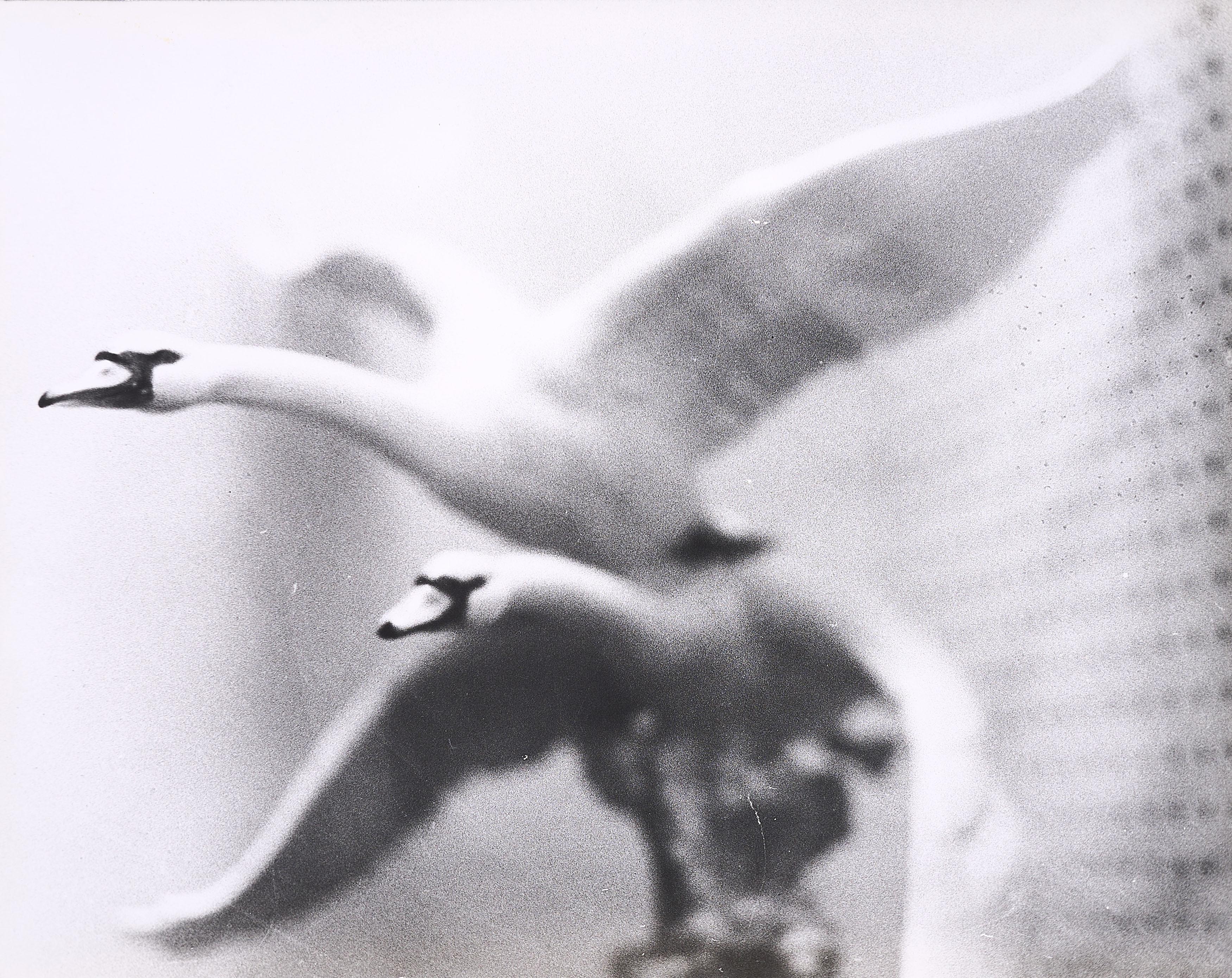 Jochen Lempert - Schwäne.