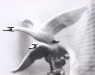 Jochen Lempert - Schwäne.