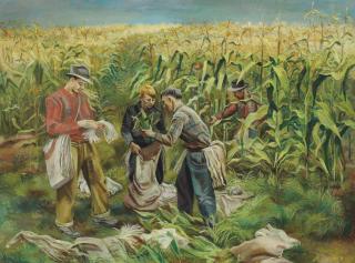 Joe Jones - Cornfield