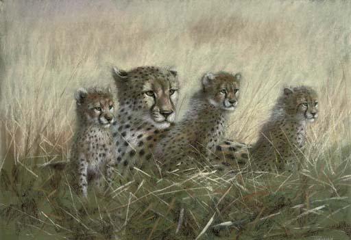 Joel Kirk - A family of cheetahs