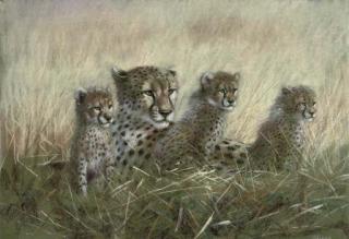 Joel Kirk - A family of cheetahs