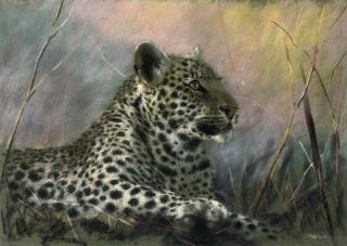 Joel Kirk - Leopard