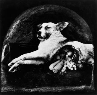 Joel-Peter Witkin - Cornucopia Dog