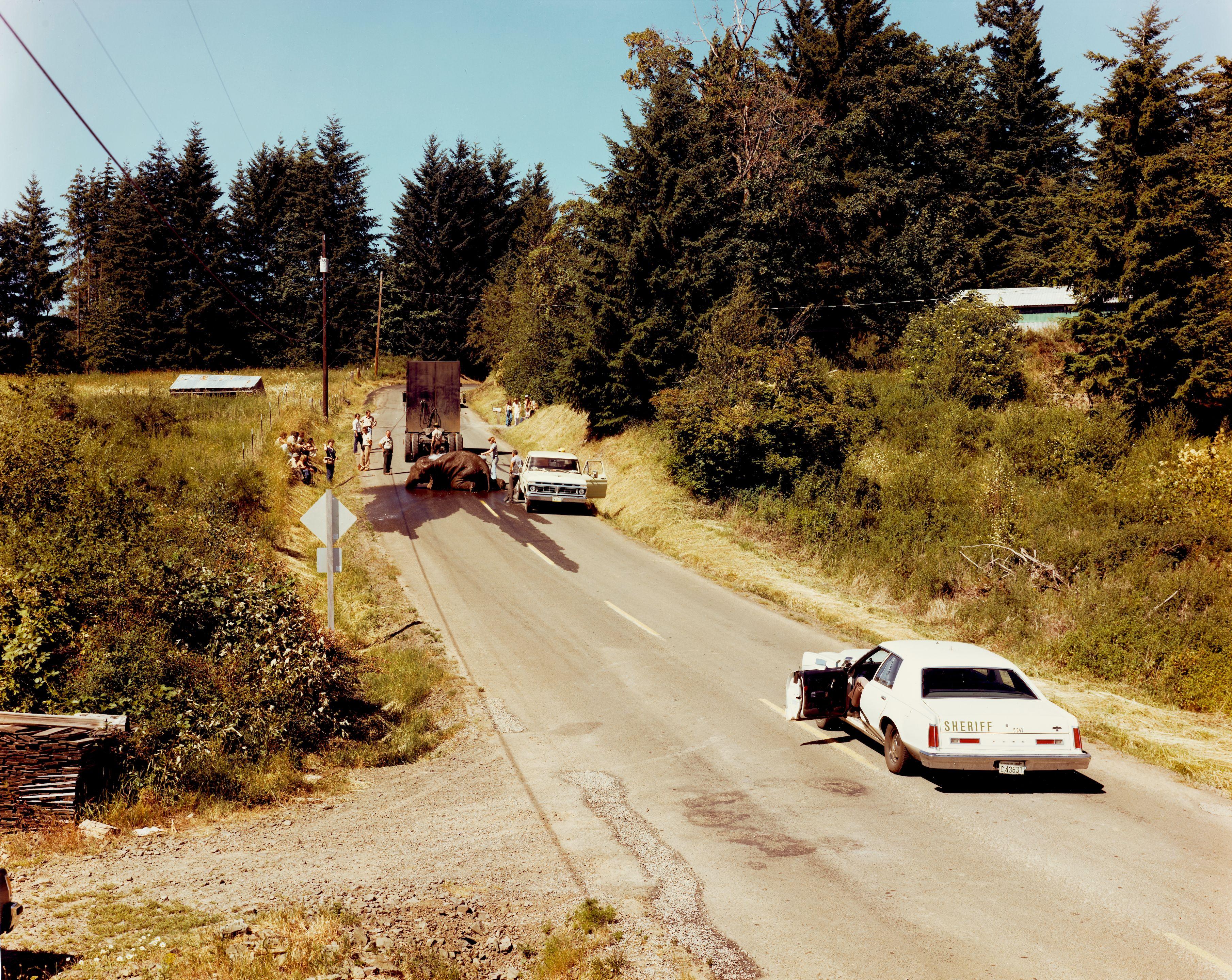 Joel Sternfeld - Exhausted Renegade Elephant, Woodland, Washington, June, 1979