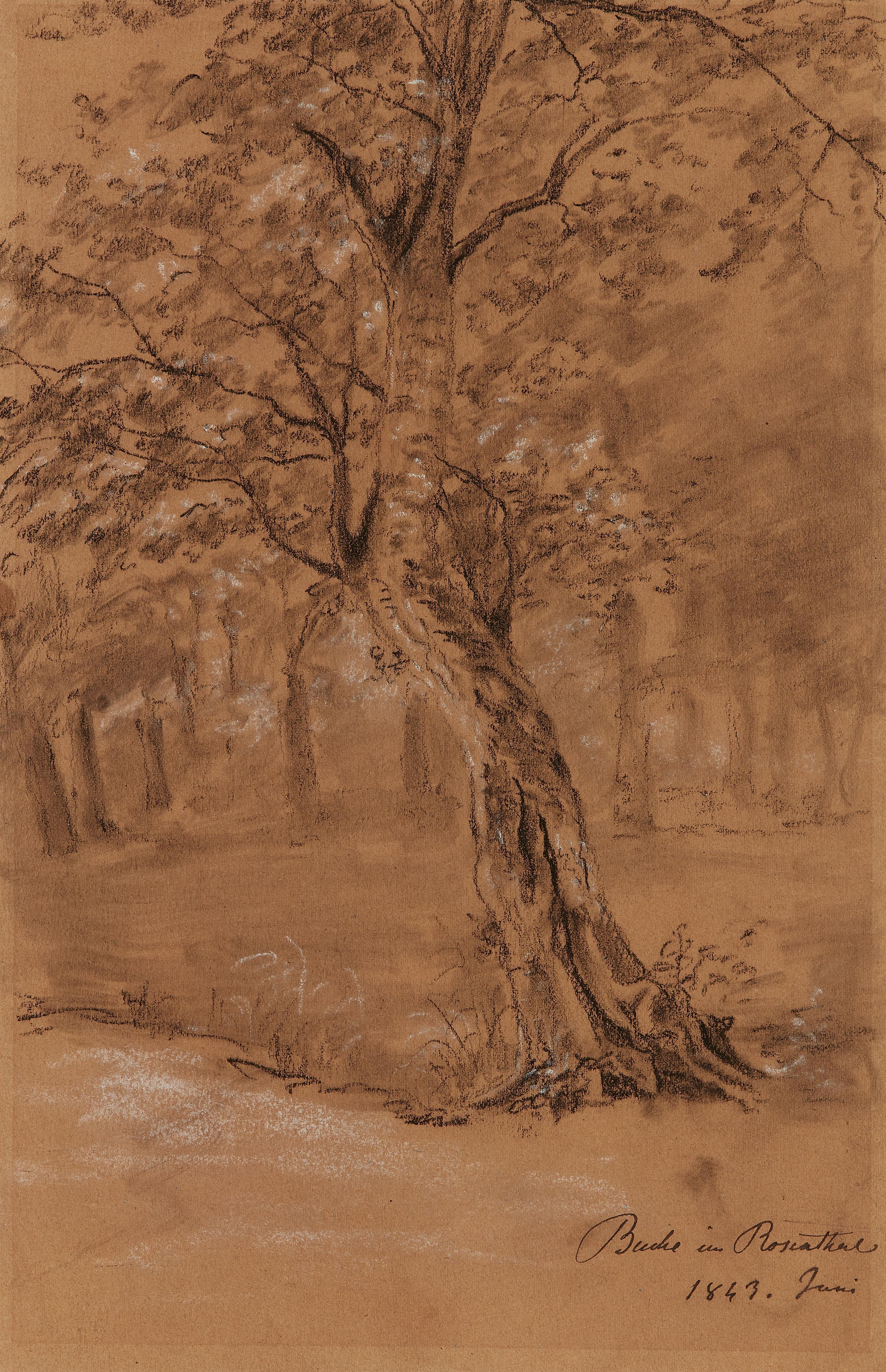 Johan Christian Clausen Dahl - Buche im Rosenthal