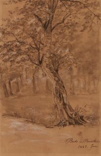 Johan Christian Clausen Dahl - Buche im Rosenthal