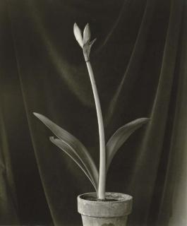 Johan Hagemeyer - Amaryllis, 1943; And Waterlilies, C. 1932