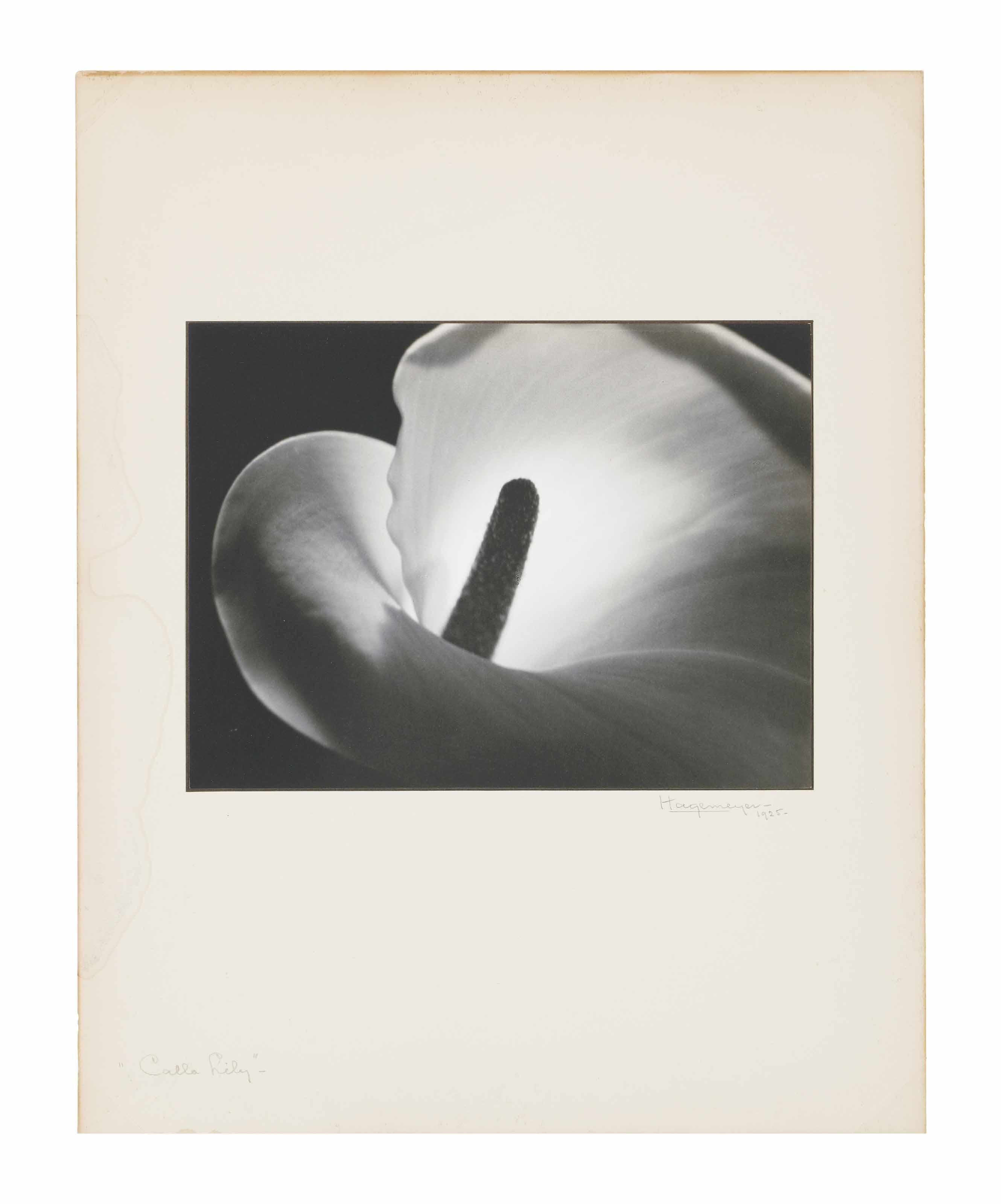 Johan Hagemeyer - Calla Lily, 1925