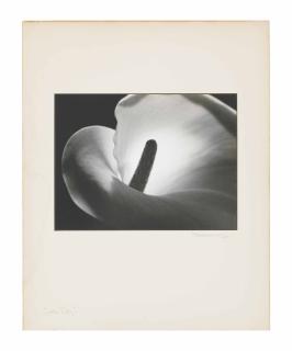 Johan Hagemeyer - Calla Lily, 1925
