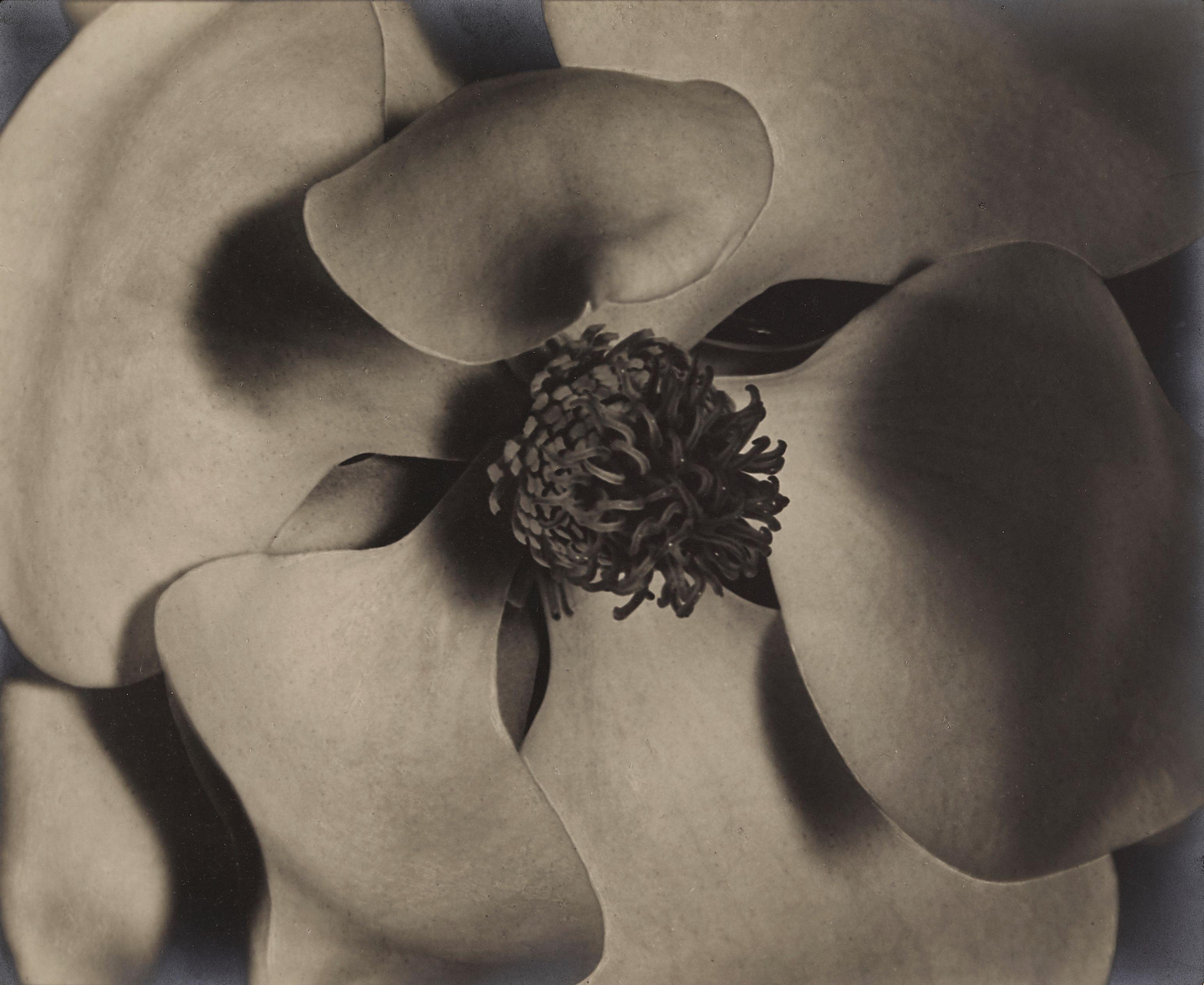 Johan Hagemeyer - Magnolia Blossom