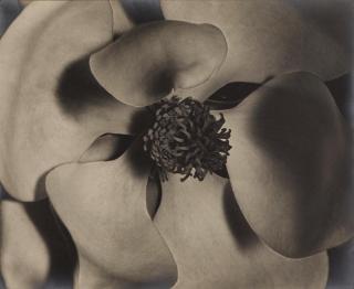 Johan Hagemeyer - Magnolia Blossom
