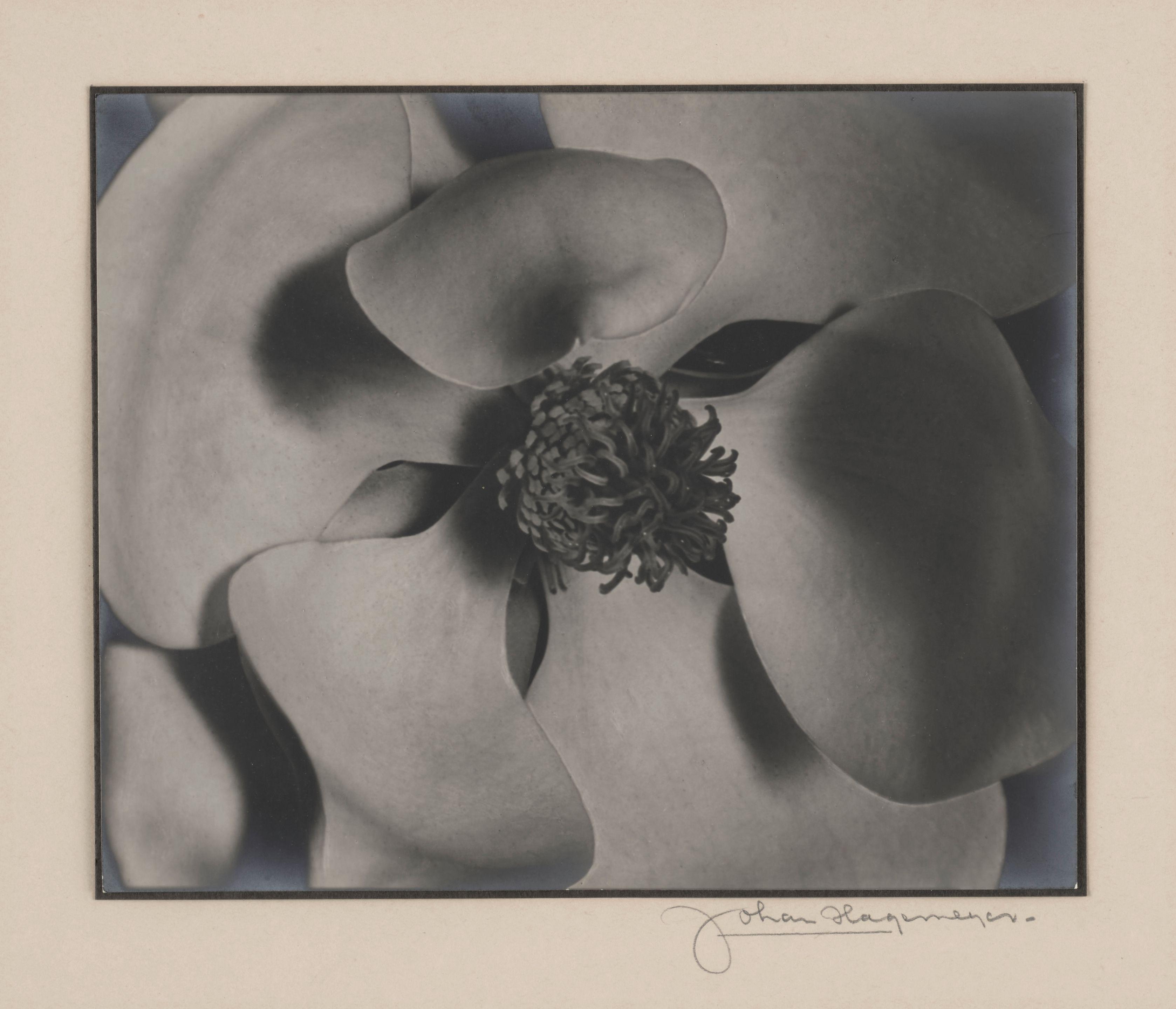 Johan Hagemeyer - Magnolia Blossom