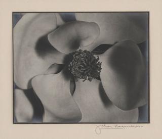 Johan Hagemeyer - Magnolia Blossom