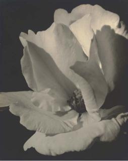 Johan Hagemeyer - Rose, 1932