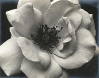 Johan Hagemeyer - Rose, California, 1925