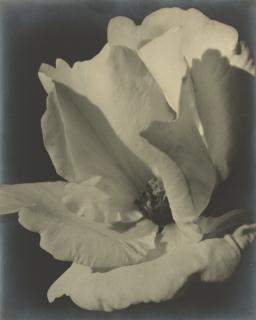 Johan Hagemeyer - Rose