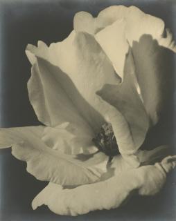 Johan Hagemeyer - Rose