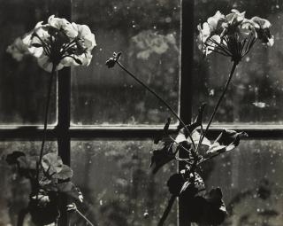 Johan Hagemeyer - White Geraniums