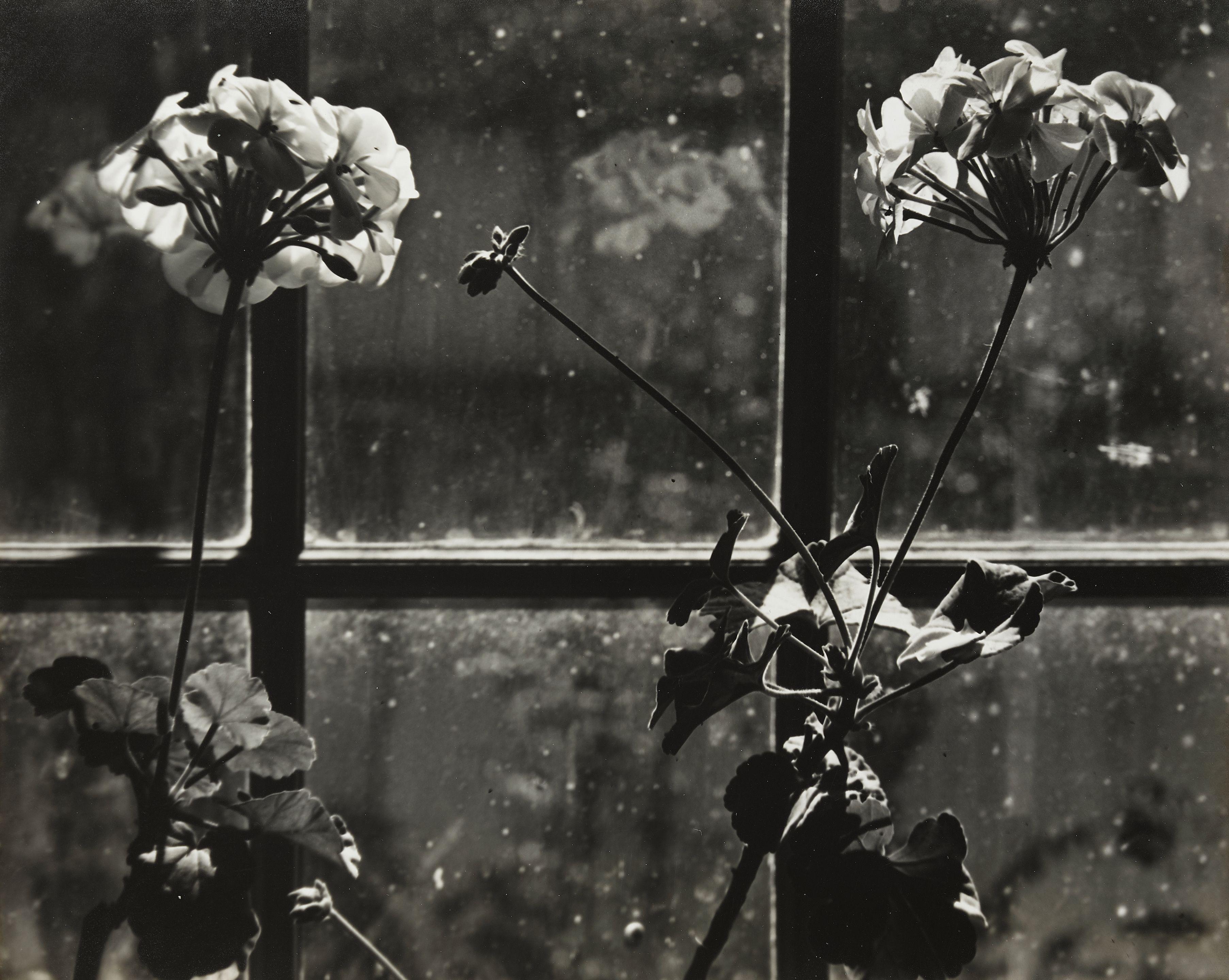 Johan Hagemeyer - White Geraniums