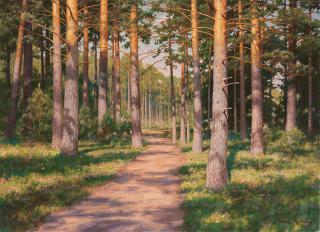 Johan Krouthén - Sunny pine forest