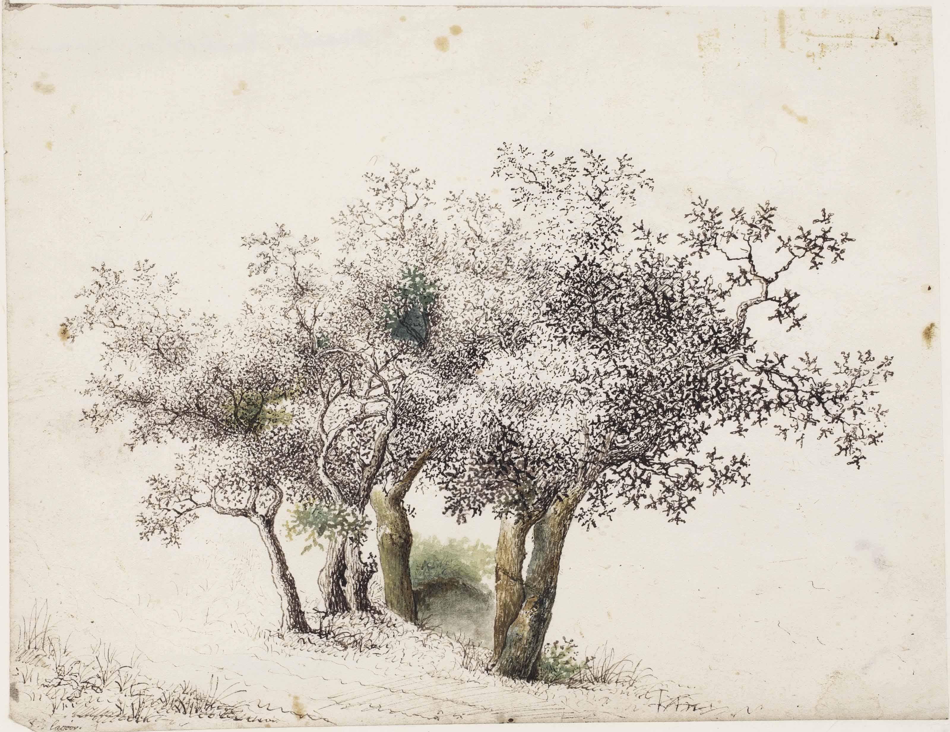 Johan Lagoor - A group of olive trees