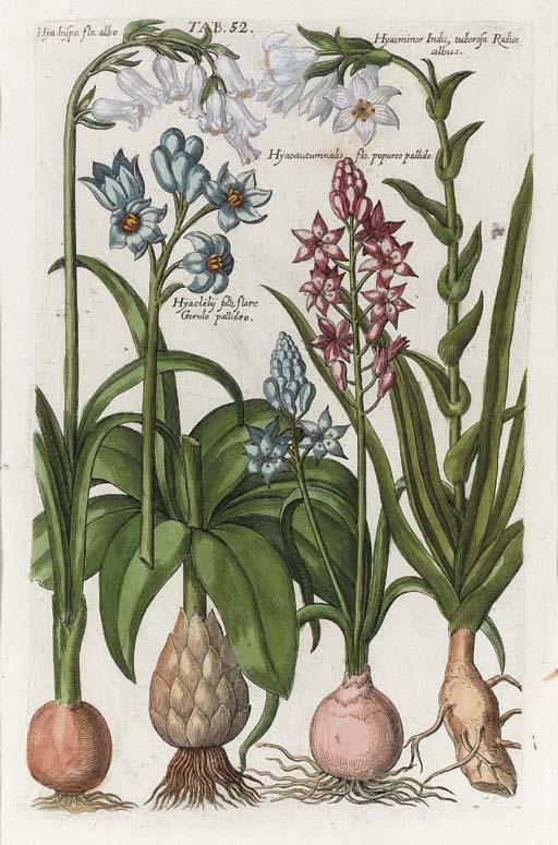 Johan Theodore De Bry - Recueil de Plantes Desinees et Gravees Anciennement: Eight Plates