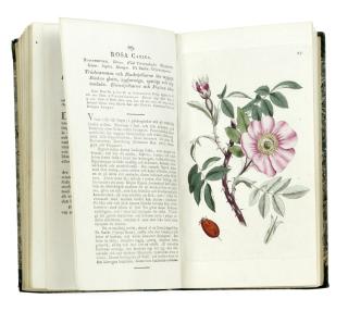 Johan Wilhelm Palmstruch - SVENSK BOTANIK. 1-11[all published].