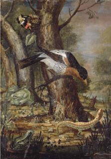 Johann-Adalbert Angermeyer - A forest-floor still life with a thrush on a branch, a lizard, a butterfly and two frogs