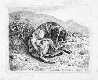 Johann Adam Klein - Folge von 6 Bll.: Zweite Folge von sechs Blatt Hunde.