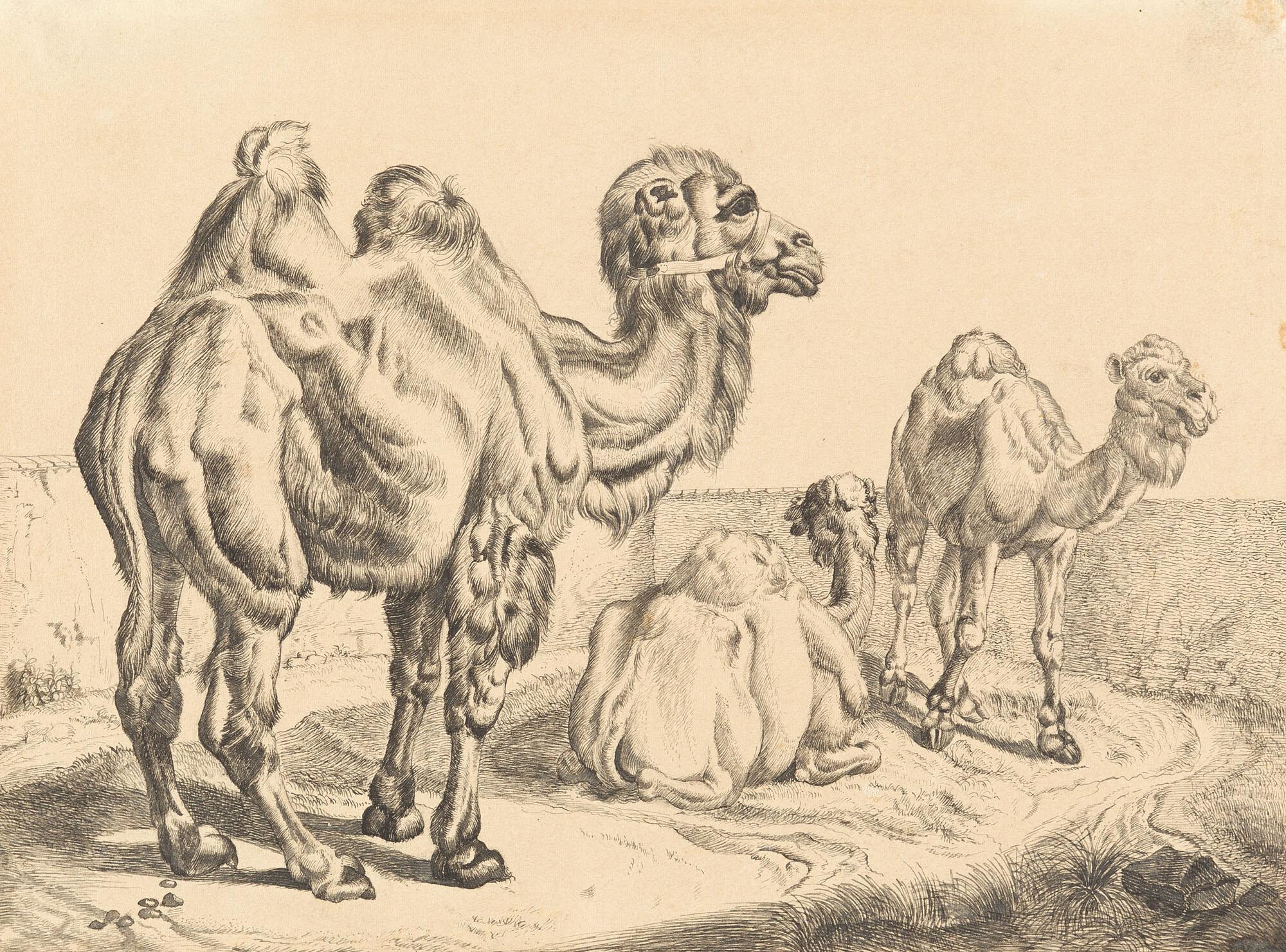 Johann Adam Klein - In der Menagerie zu Schönbrunn.