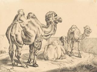 Johann Adam Klein - In der Menagerie zu Schönbrunn.