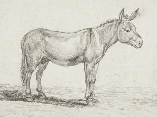 Johann Christian Reinhart - Stehender Maulesel nach rechts.