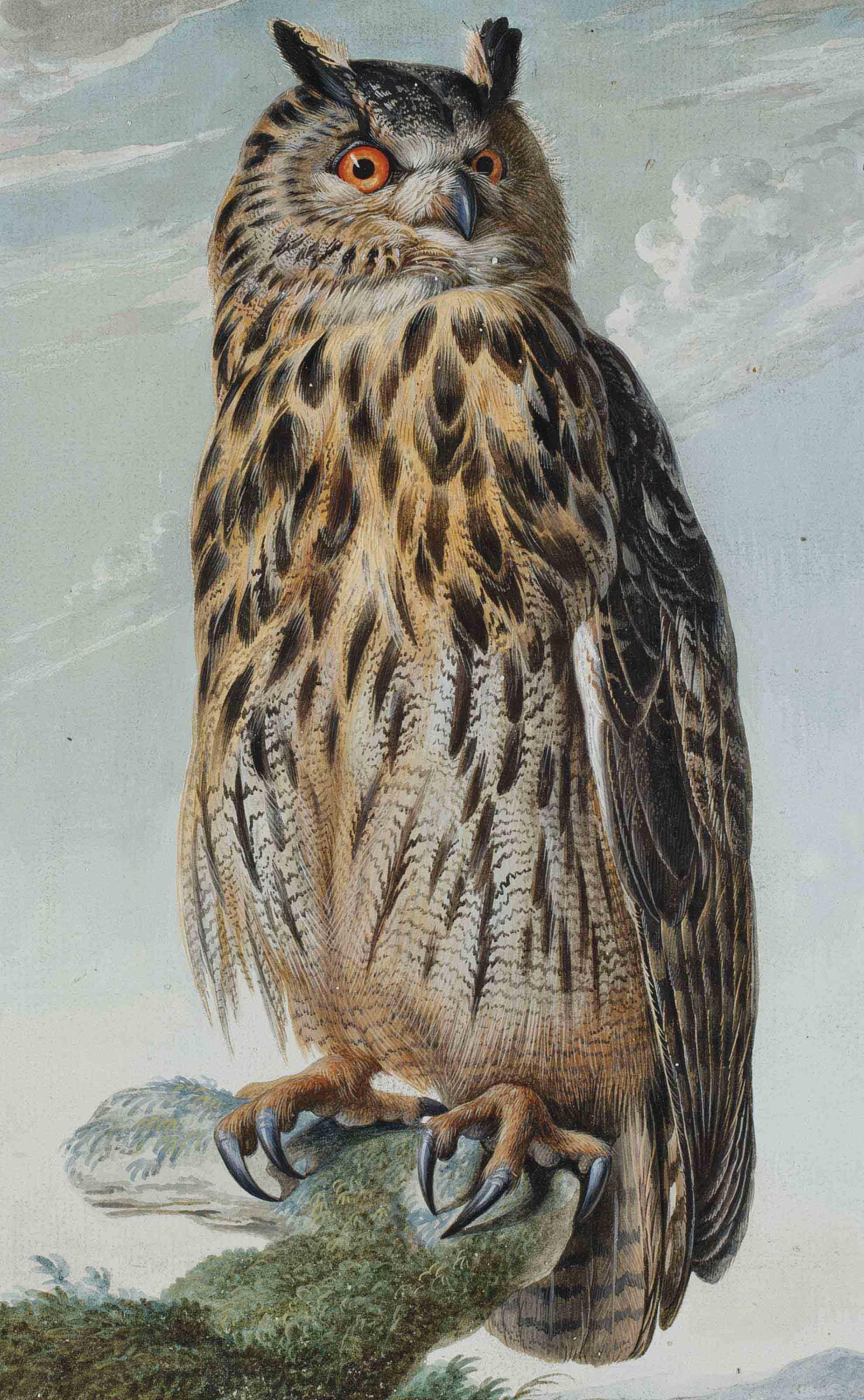 Johann Christian Von Mannlich - Une chouette