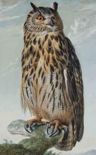 Johann Christian Von Mannlich - Une chouette