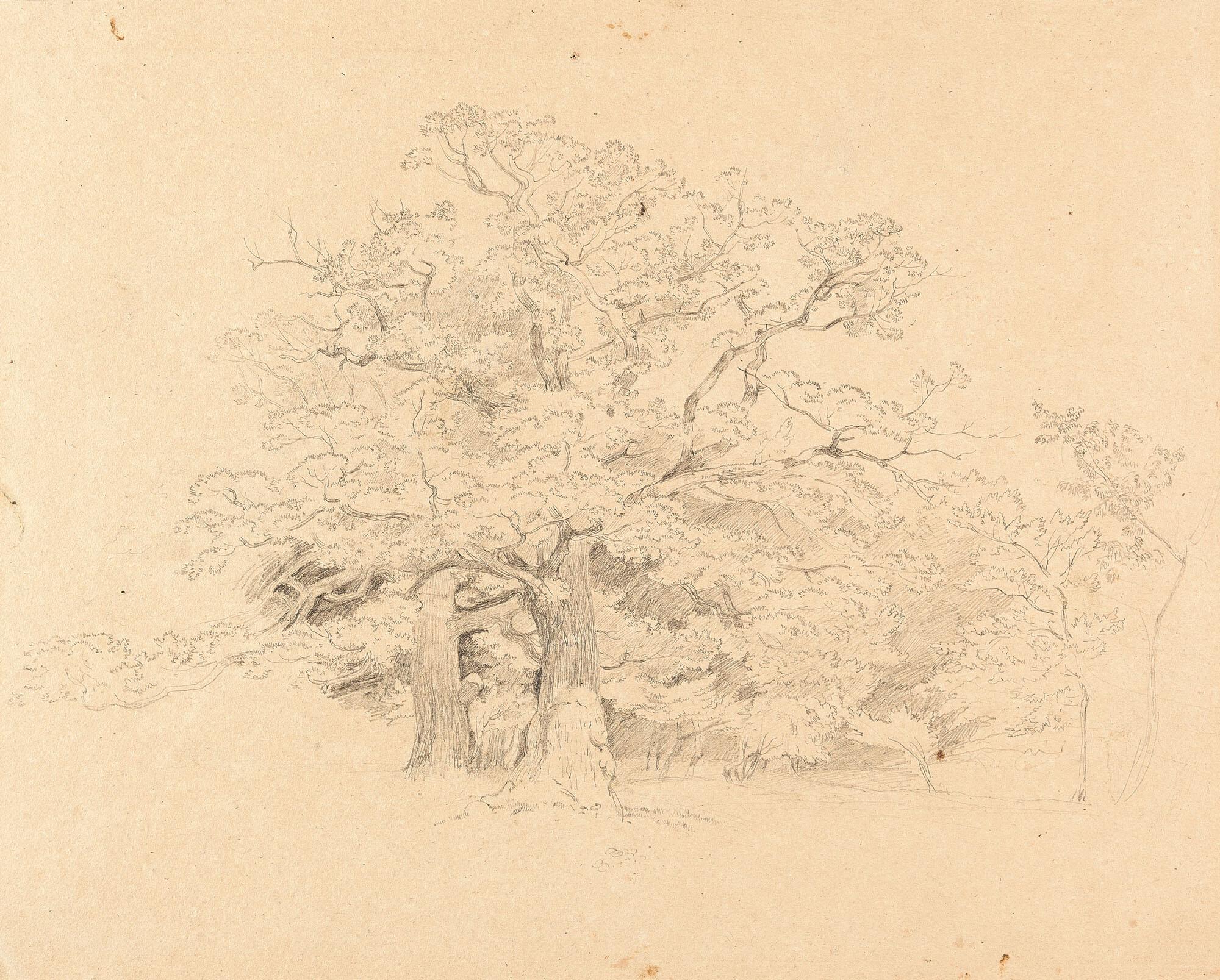 Johann Christoph Erhard - Baumstudie.