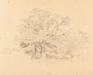 Johann Christoph Erhard - Baumstudie.