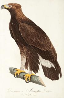 Johann Conrad Susemihl - Teutsche Ornithologie, [Darmstadt, 1837-1841], 2 volumes