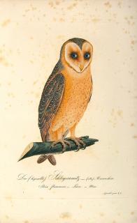 Johann Conrad Susemihl - Teutsche Ornithologie oder Naturgeschichte aller Vögel