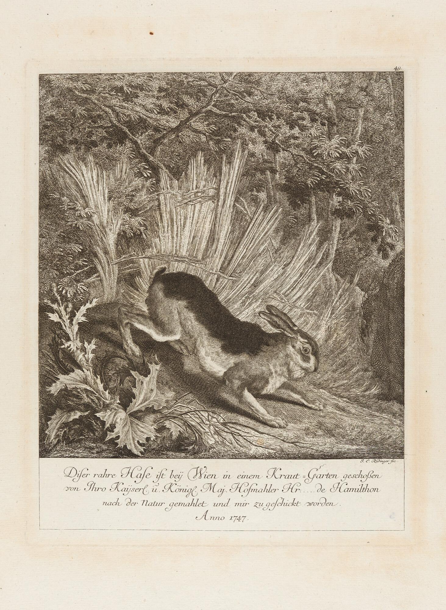 Johann Elias Ridinger - 12 Bll. der Folge: Genaue und wundersame Vorstellung