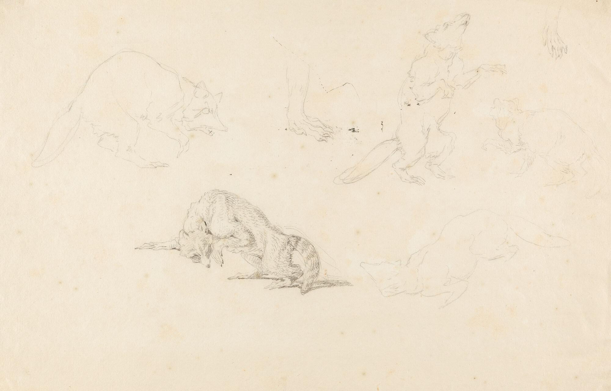 Johann Elias Ridinger - 5 Bll.: Entwurfszeichnungen zu unterschiedlichen wilden Tieren.