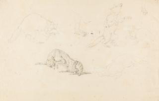 Johann Elias Ridinger - 5 Bll.: Entwurfszeichnungen zu unterschiedlichen wilden Tieren.