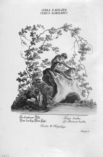 Johann Elias Ridinger - Das in seiner grossen Mannigfaltigkeit und in seinen schönen