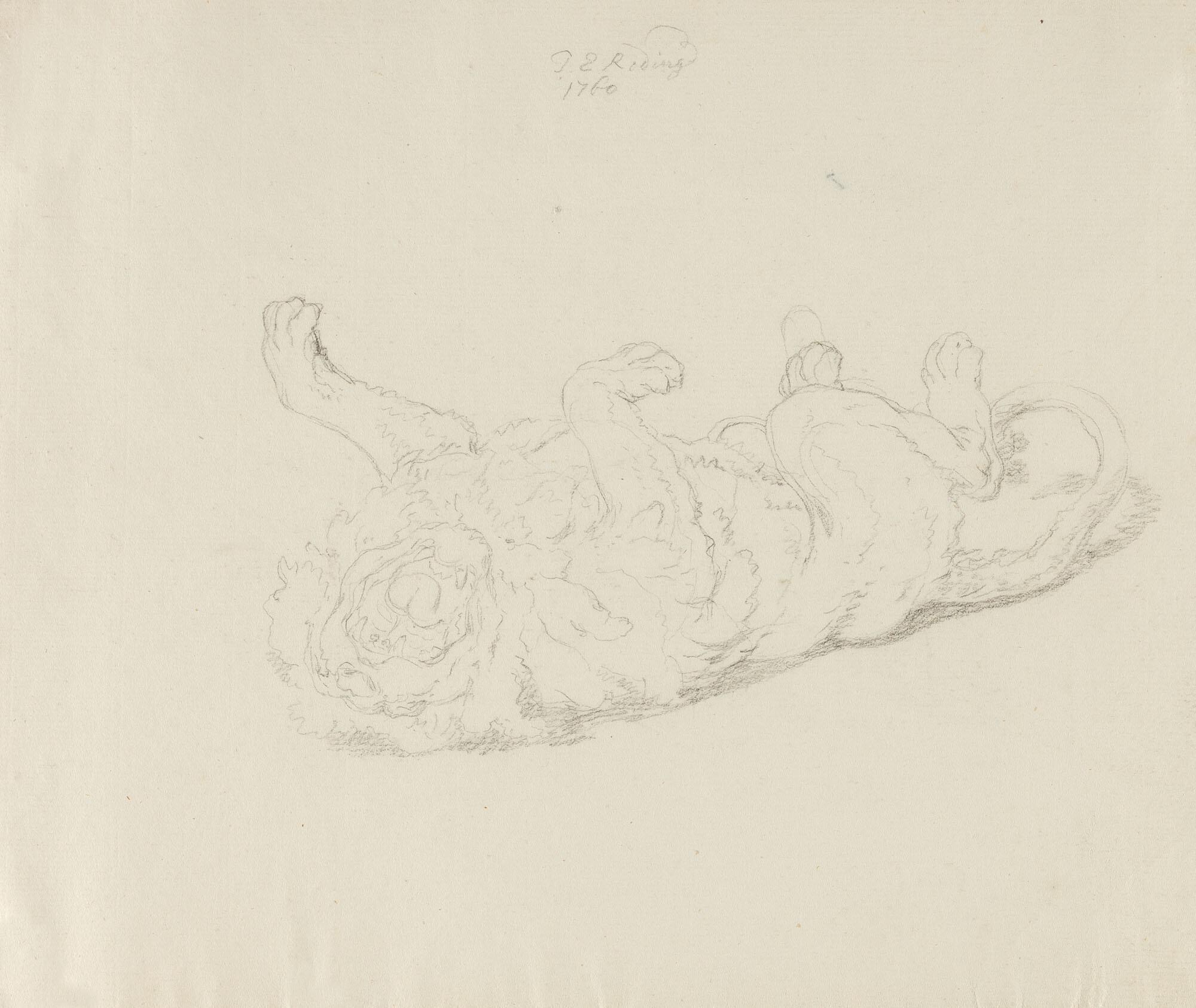 Johann Elias Ridinger - „Der schlafende Löw“.