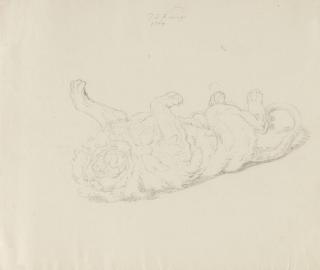 Johann Elias Ridinger - „Der schlafende Löw“.