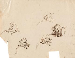 Johann Elias Ridinger - Entwurfszeichnung zum „Wilden Kuder“.