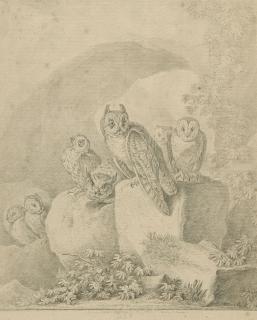 Johann Elias Ridinger - Grotte avec hiboux et chouettes perchés sur un rocher