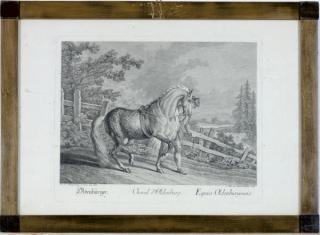 Johann Elias Ridinger - [Horse breeds]: Eleven Plates