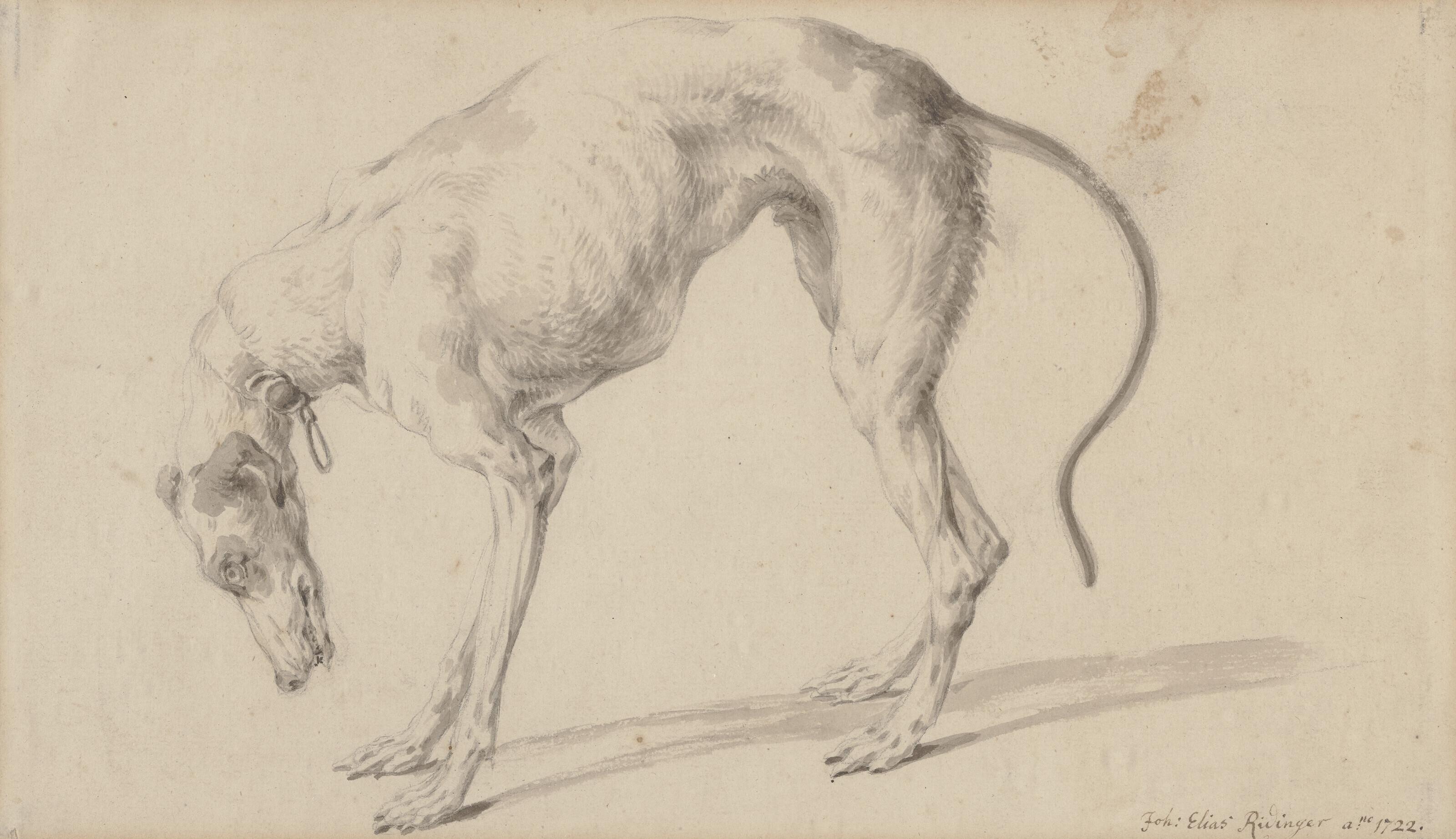 Johann Elias Ridinger - Study of a greyhound